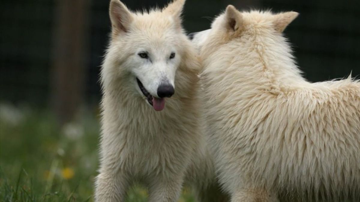 Dire wolves born out of de-extinction effort turn 1 | Haystack News