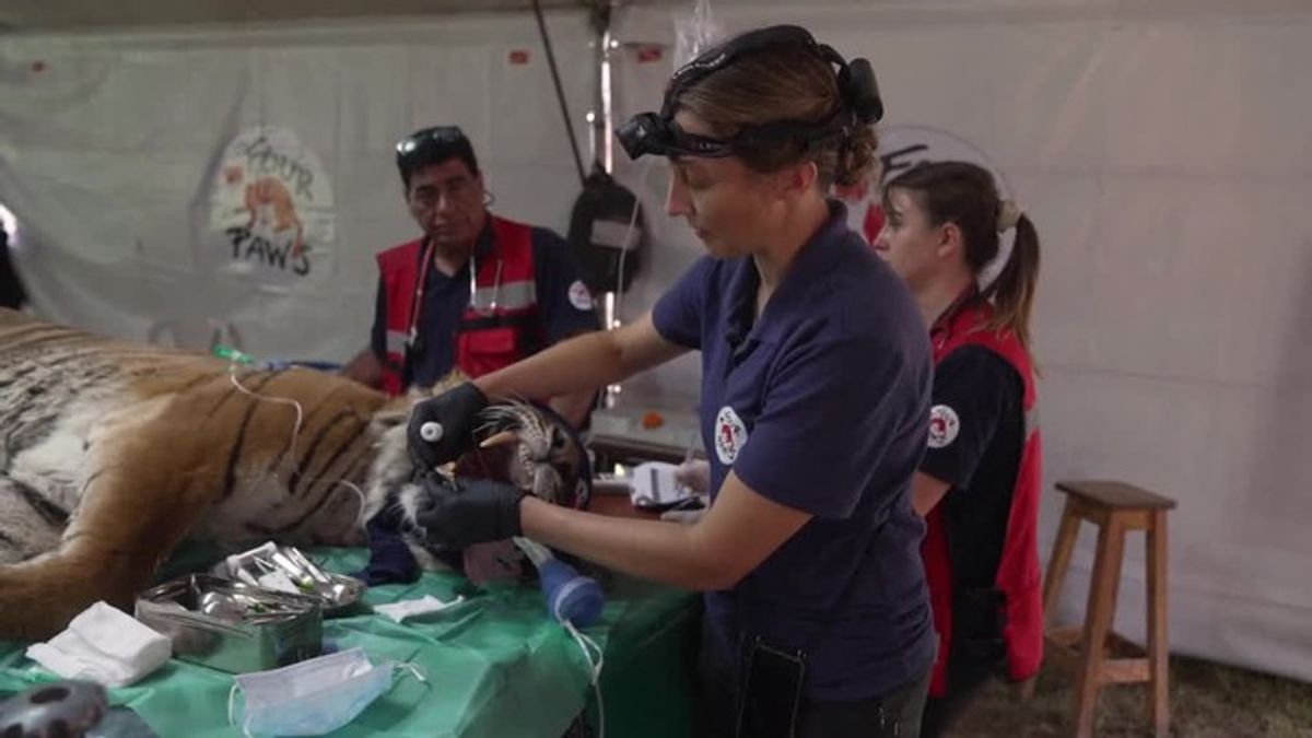 Stranded animals rescued from abandoned zoo in Argentina | Haystack News