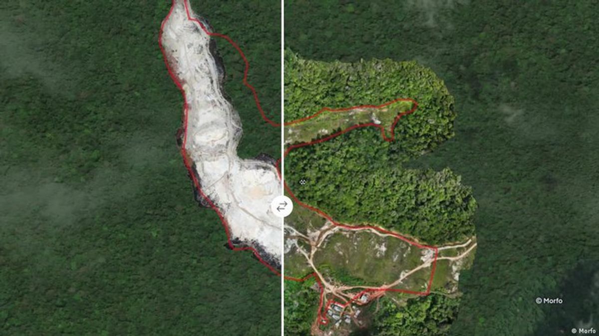 Using AI to plant trees | Haystack News