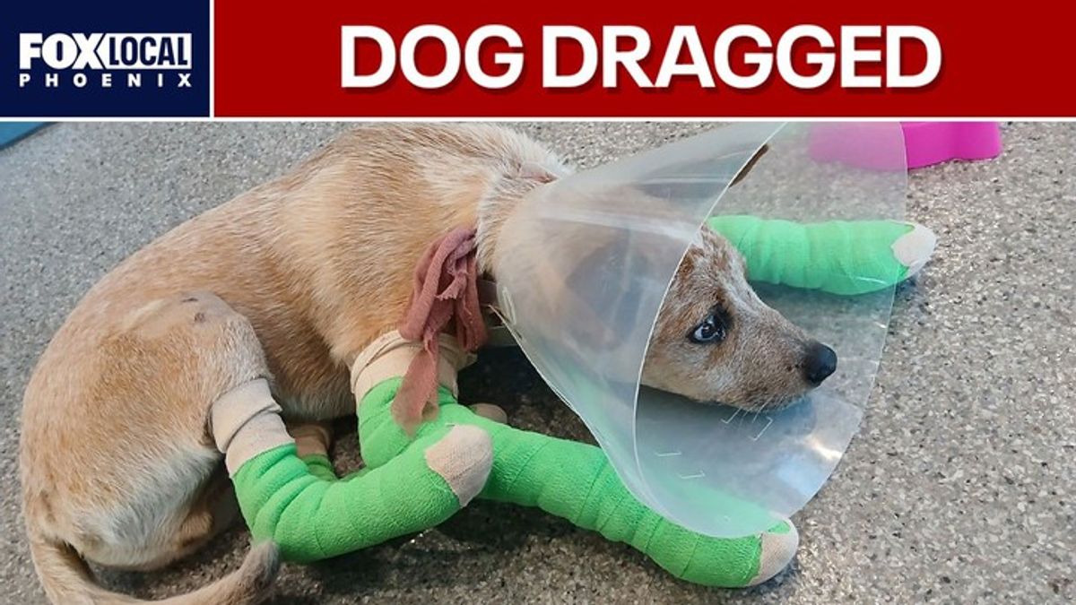 Safety concerns raised after dog is dragged by Phoenix light rail train ...