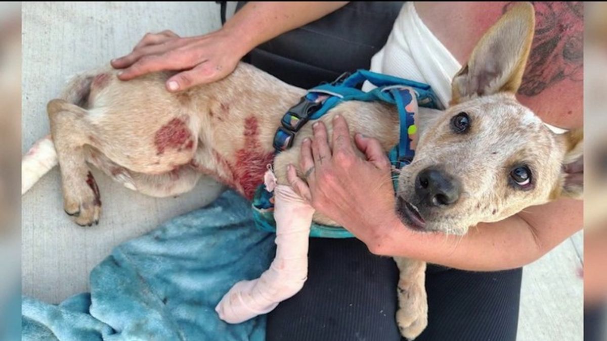 Dog dragged by light rail train in Phoenix | Haystack News