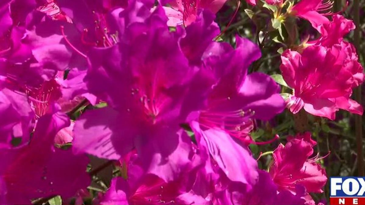 Azaleas in bloom along the Gulf Coast | Haystack News
