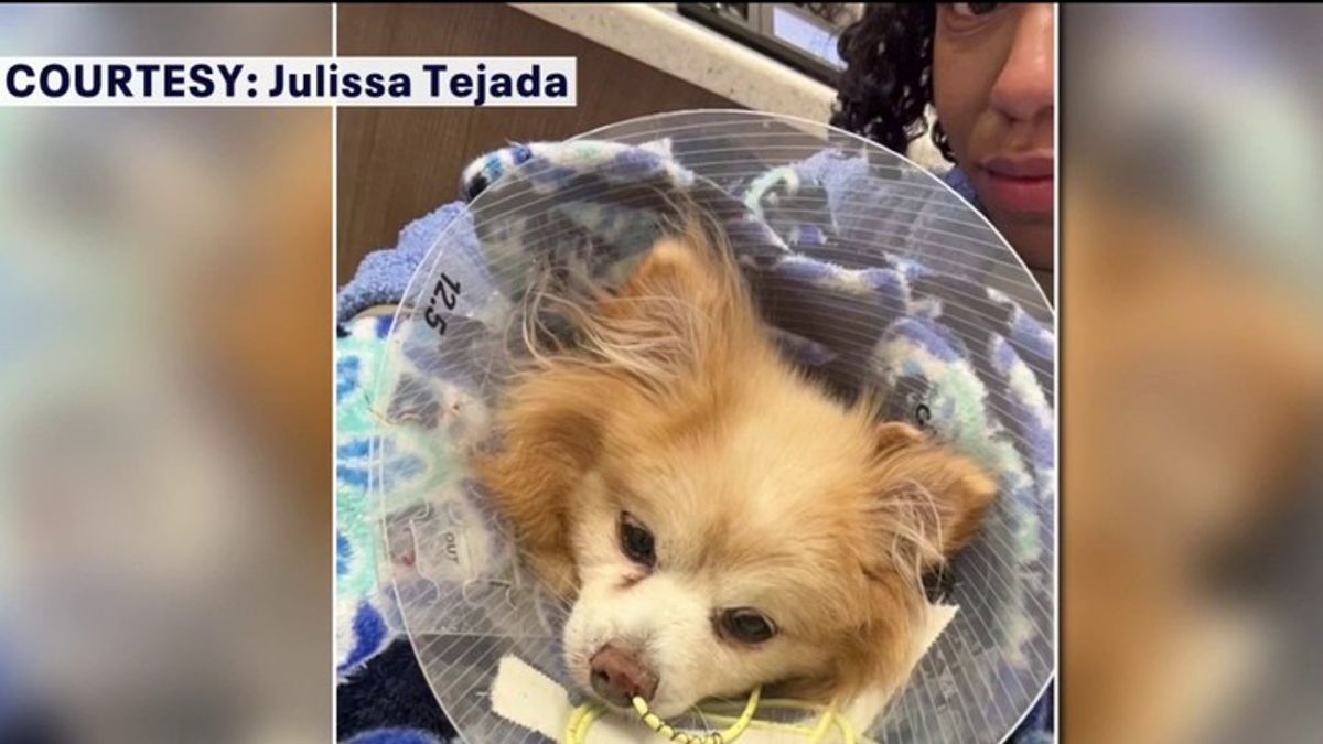 Dog dies after attack at dog beach | Haystack News