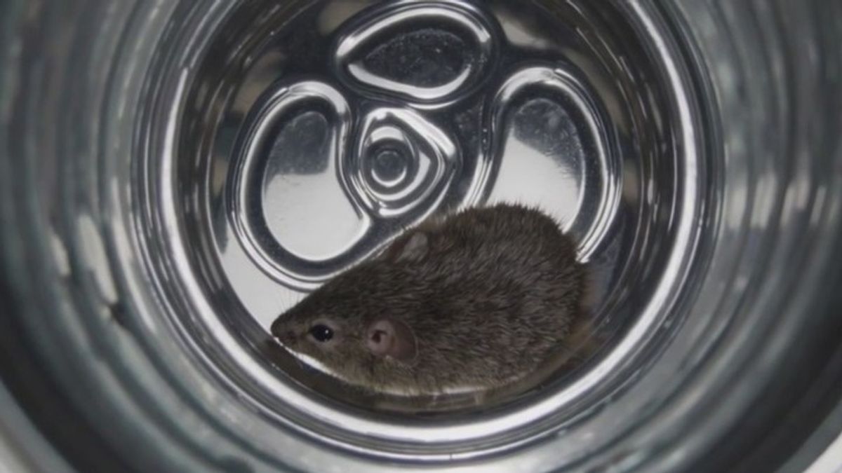 Michigan woman finds Mouse in her Monster Energy drink, files lawsuit ...
