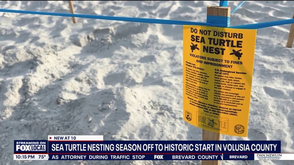Sea turtle nesting season off to record start in Volusia County 