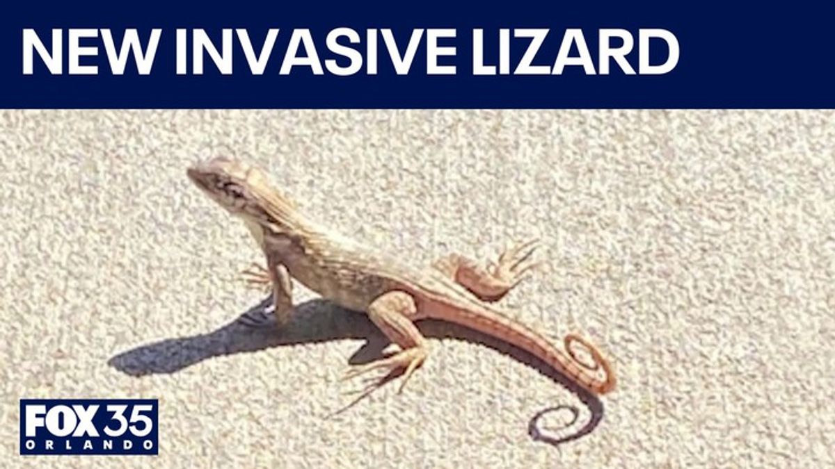 Invasive lizard expands into Central Florida, researchers say ...