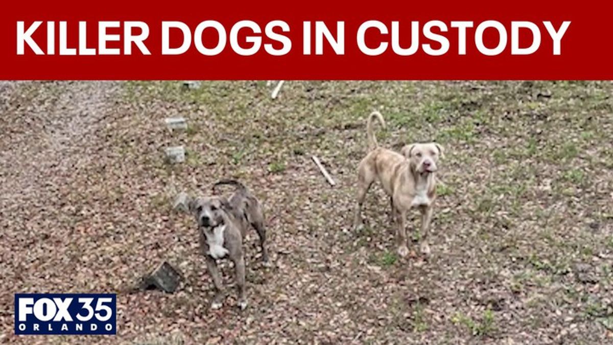 Dogs in deadly attack now in custody of Brevard County Animal Control ...