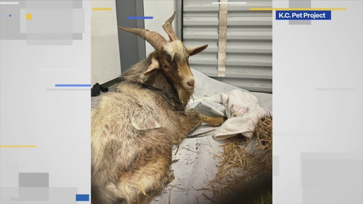 Goat rescued after being stuck under Kansas City bridge | Haystack News