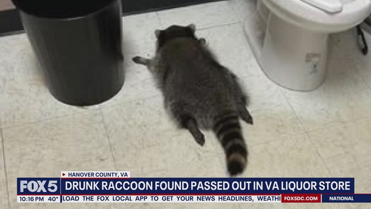 Drunken raccoon breaks into Virginia liquor store bathroom | Haystack News