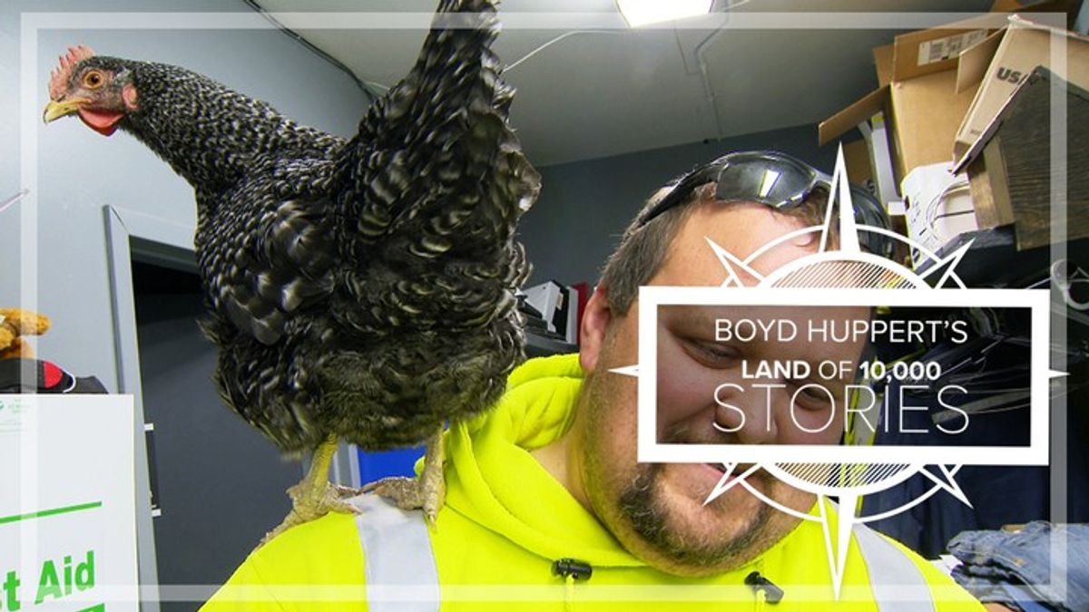 Wayward chicken wanders into city public works shop and makes it hers ...