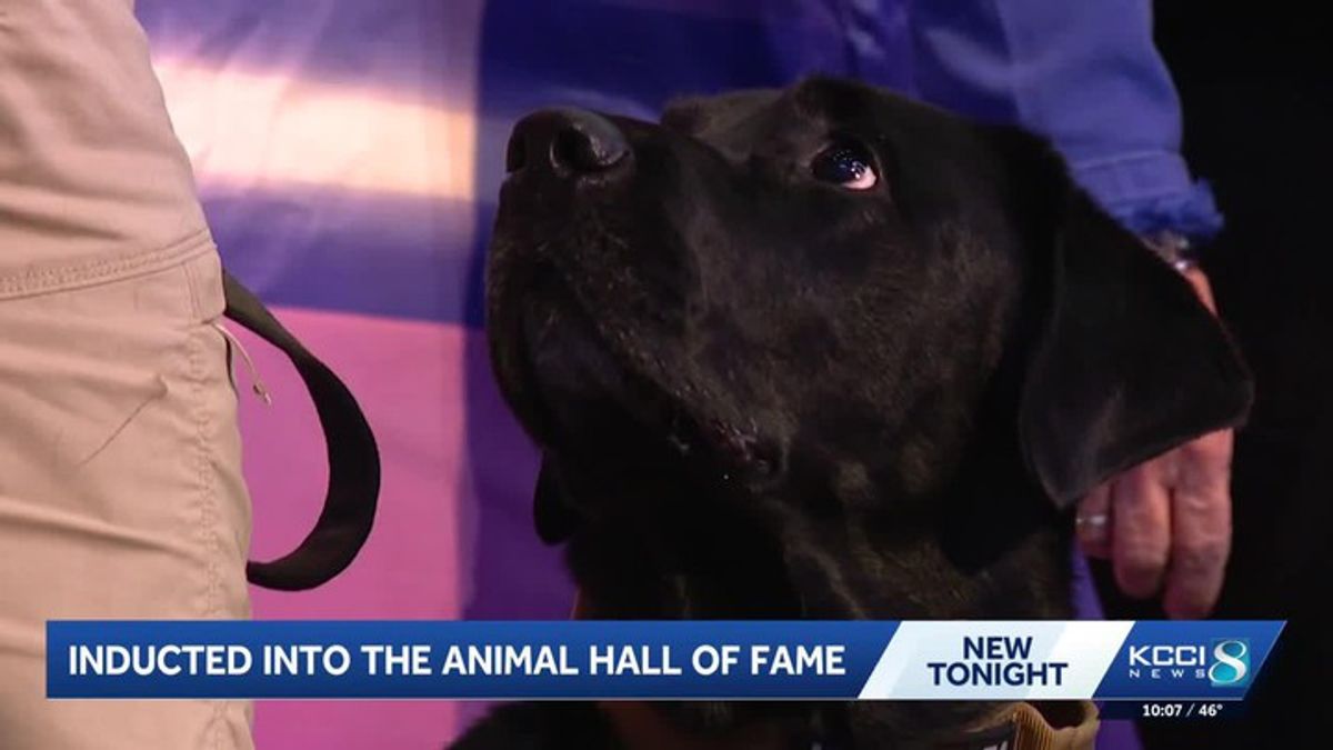 Meet the dogs inducted into the 2026 Iowa Animal Hall of Fame ...