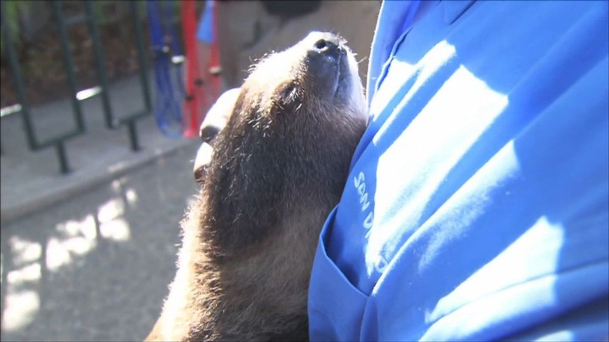 International Sloth Day | Haystack News