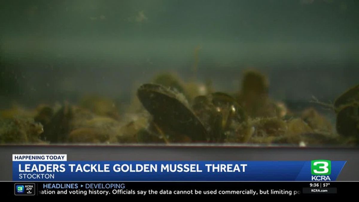 Invasive golden mussels spark environmental summit in Stockton ...