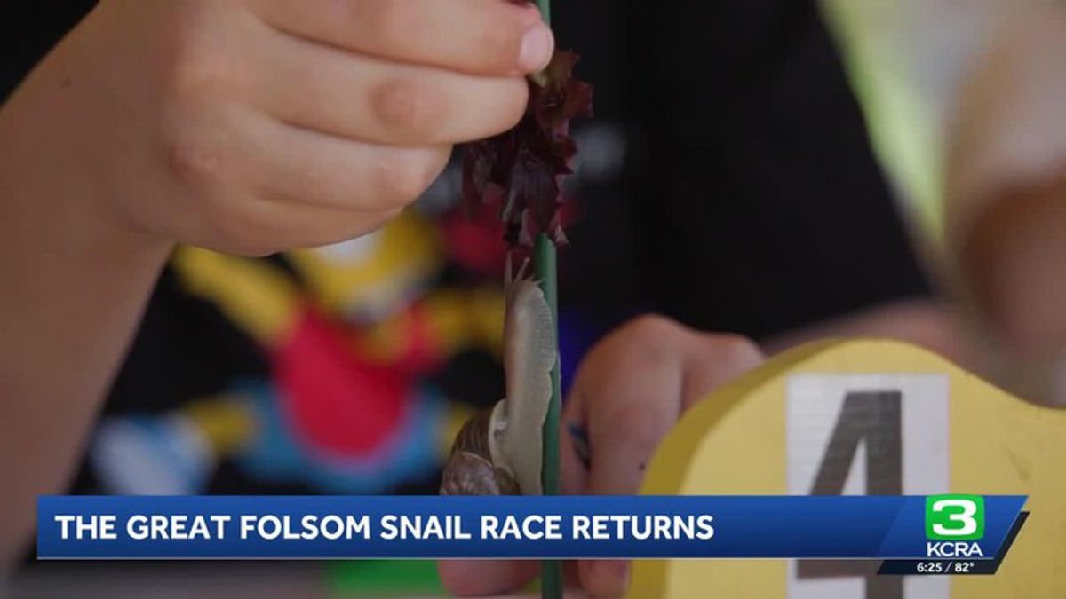 Slow-paced action made its return at 'The Great Folsom Snail Race ...