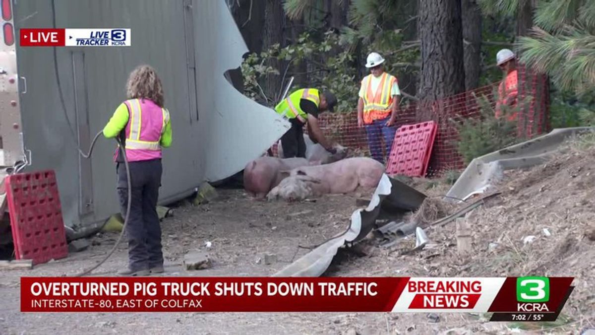 Overturned pig truck | Work continues in trying to clear Interstate 80 ...
