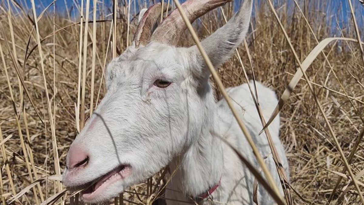 Meet the Goats from Go-At It Land Stewardship | Haystack News