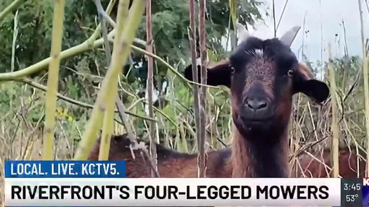 Goats and Ghouls event to showcase KC riverfront’s four-legged ...
