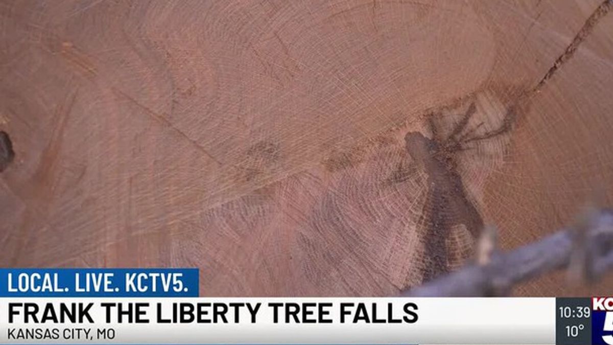 Frank the Tree falls after over 250 years | Haystack News