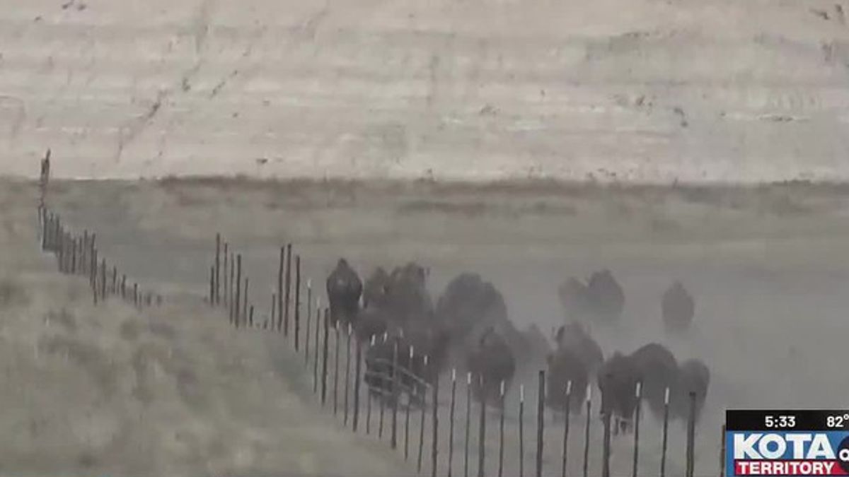 50 bison released for ecological restoration project in Badlands ...