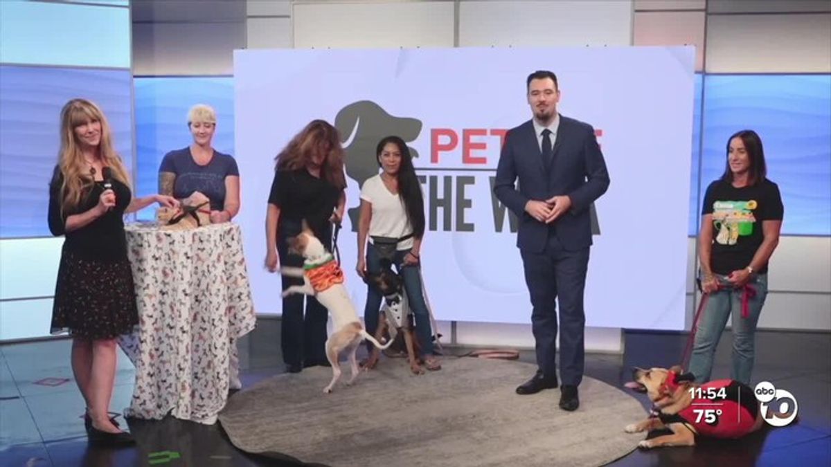 Pets of the Week: Cookie, Archie, Daisy, and Frida! | Haystack News