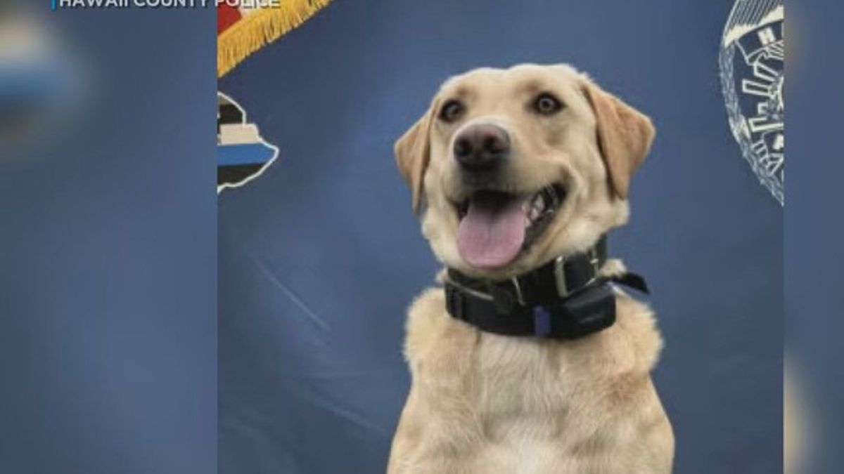 ‘Absolutely amazing’: K9 helps find missing man on Hawaii Island ...