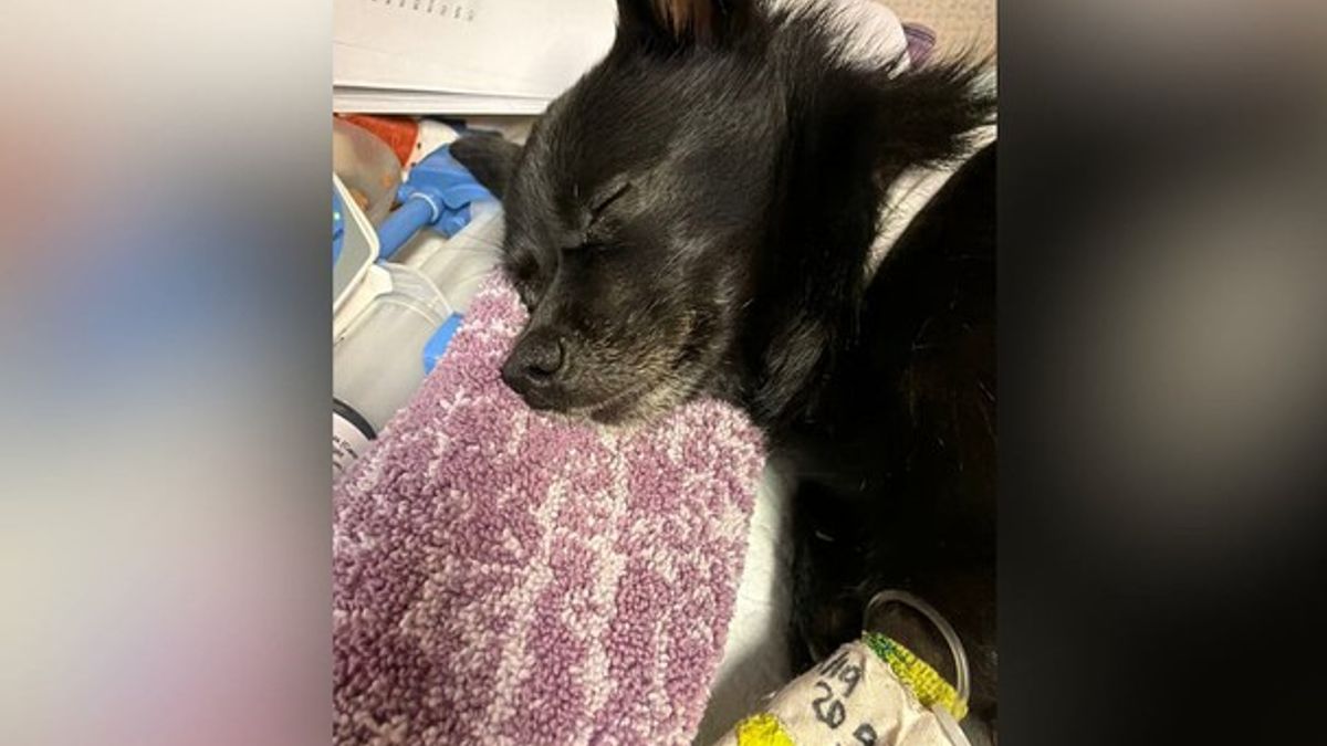 Maui woman demands justice after dog shot, faces $10K vet bill ...