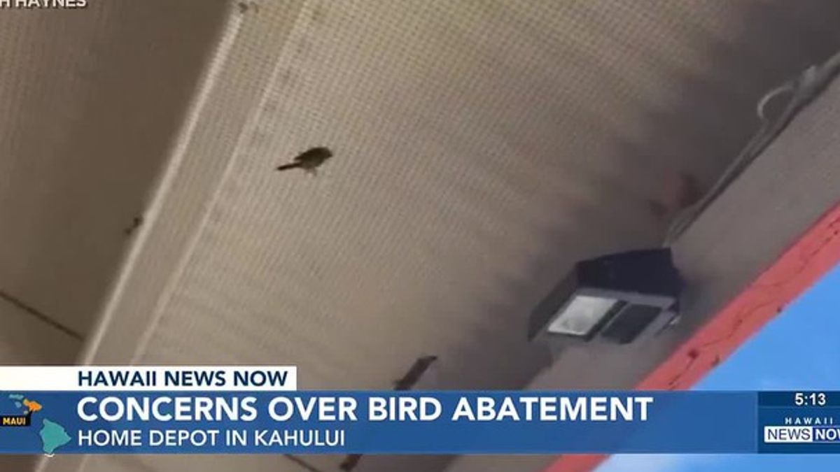 Maui animal lovers irate after Home Depot net traps, kills birds ...