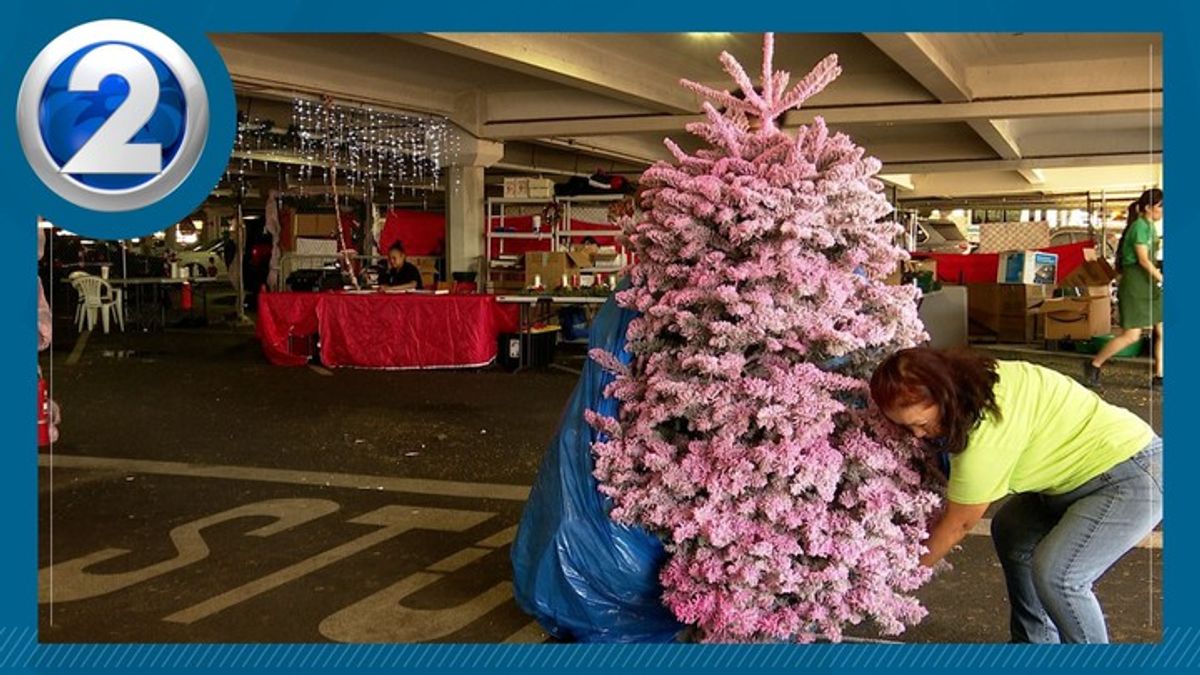 Christmas trees selling fast island wide | Haystack News