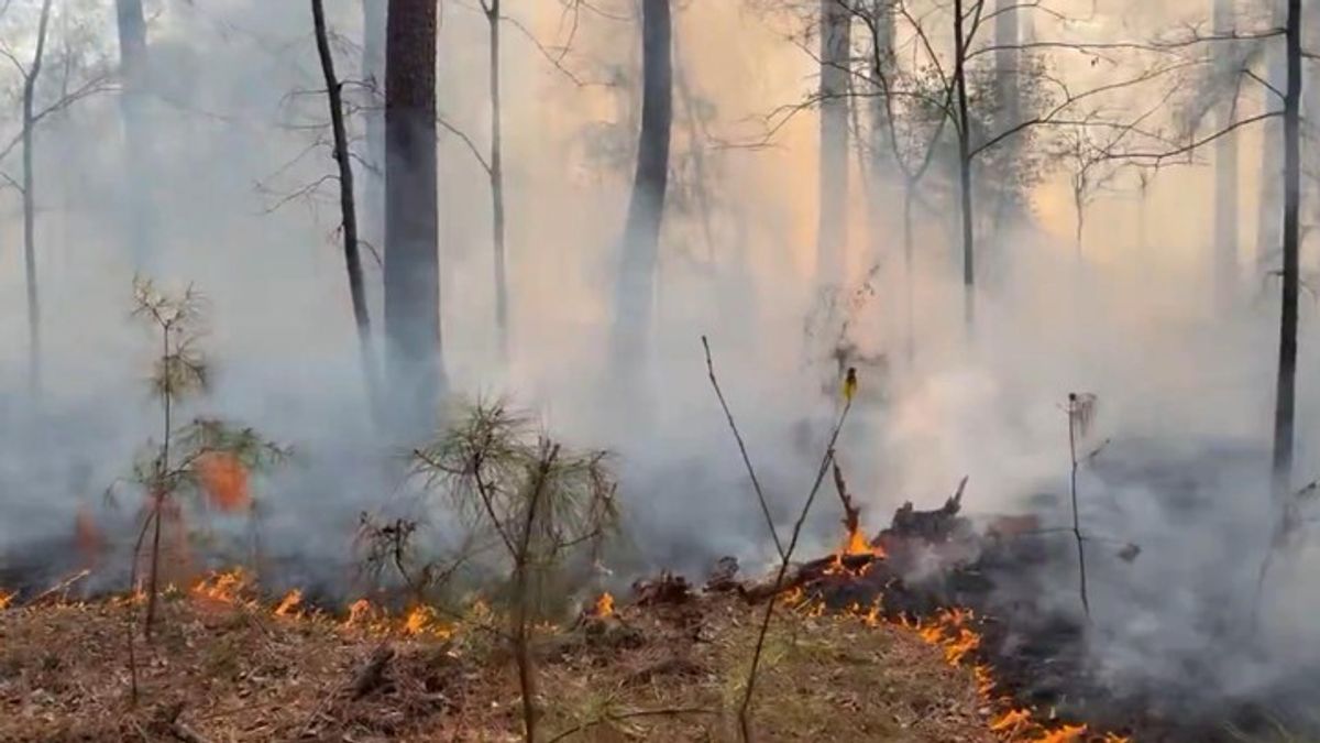 Smoke rising from fire burning in Addicks Reservoir in west Houston ...