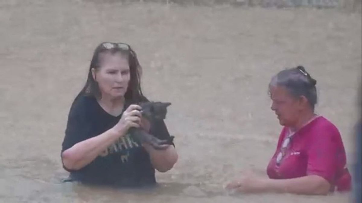 Residents wade through floodwaters to rescue a stranded kitten in ...
