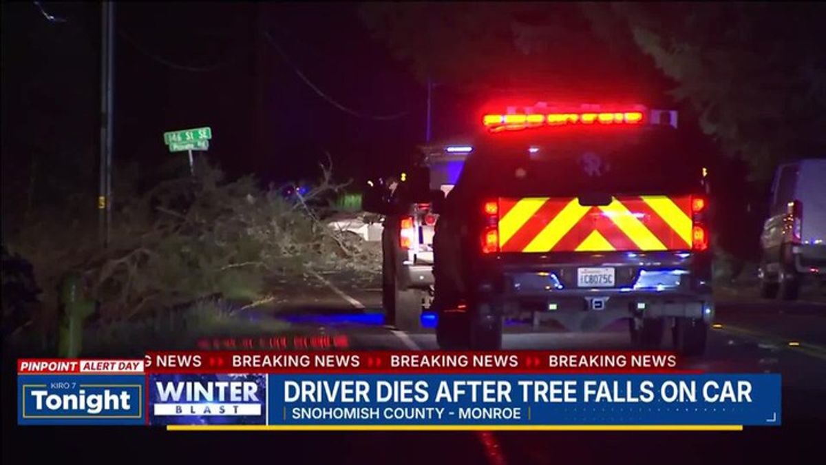 Driver killed when tree falls onto car | Haystack News