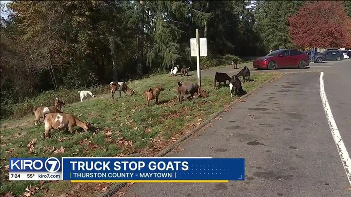 Goats take over Thurston County truck stop | Haystack News
