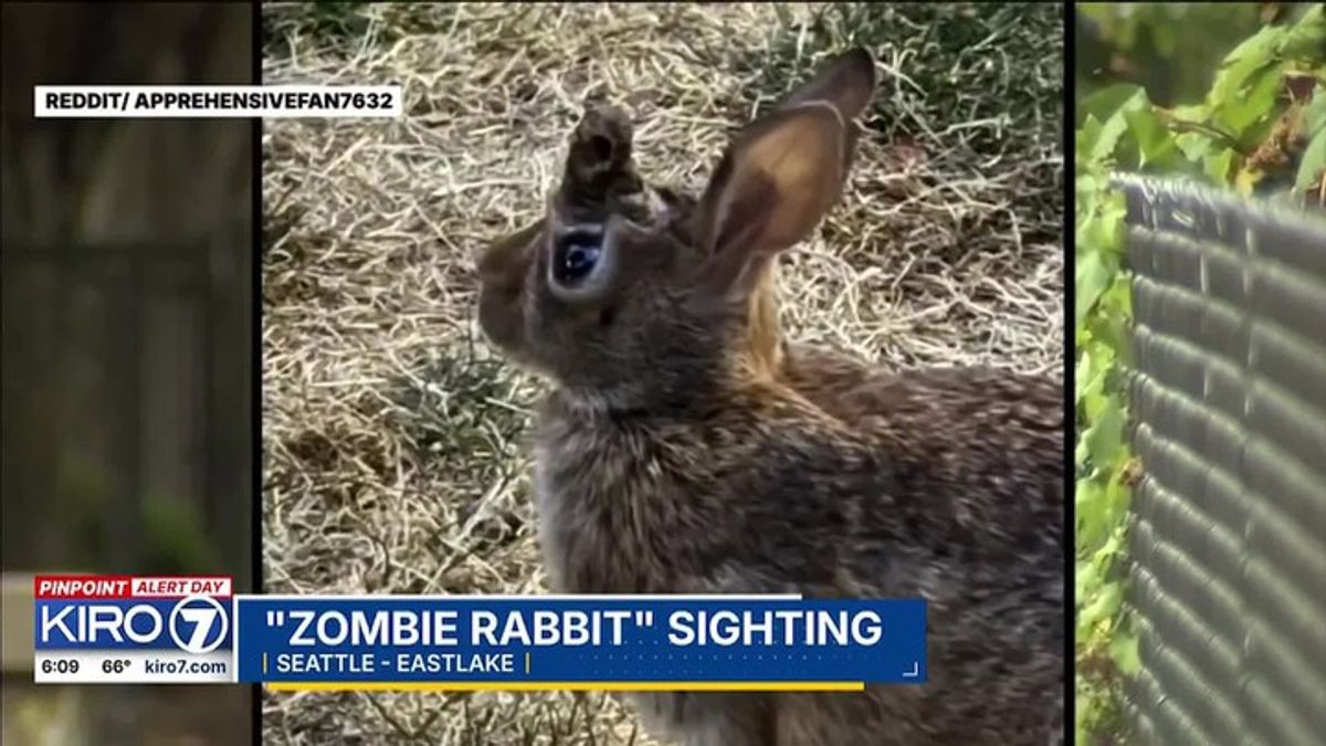 Are zombie rabbits sighting in East Seattle | Haystack News