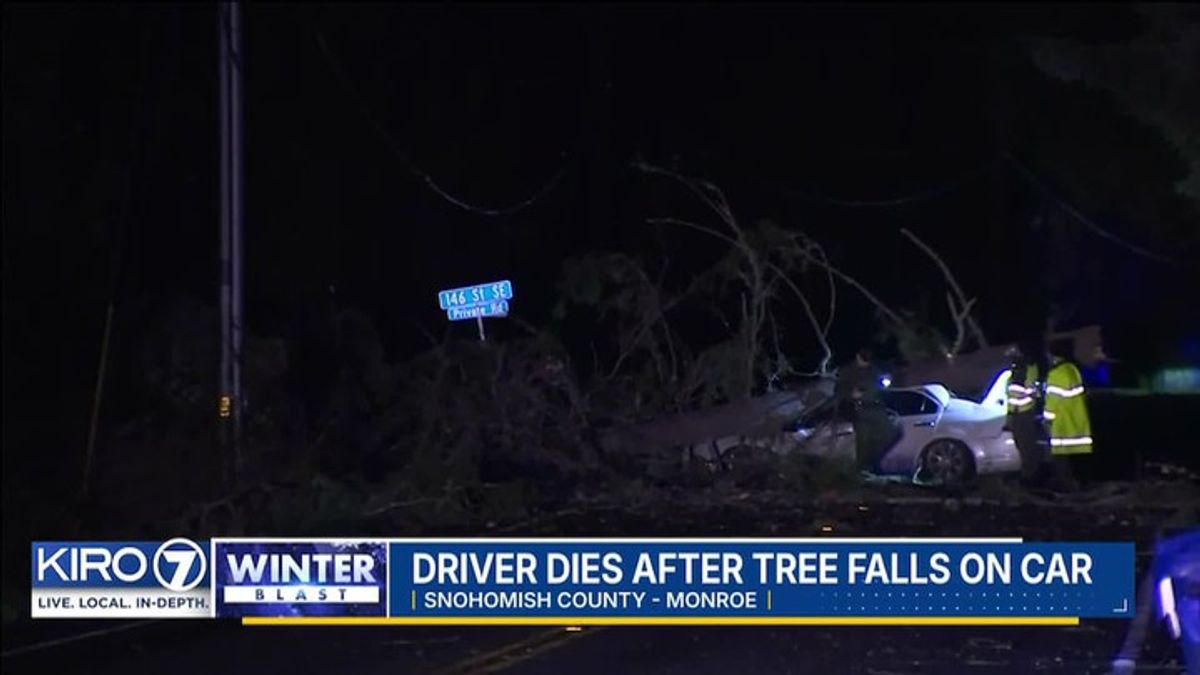 Driver dies after tree falls on car | Haystack News