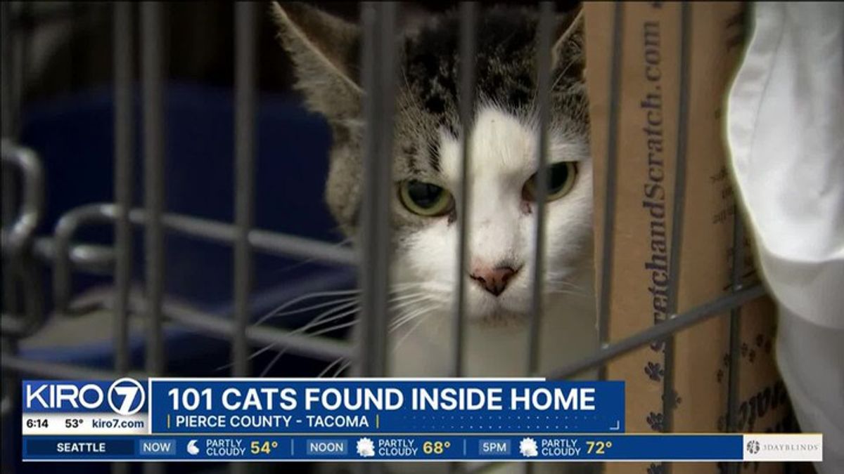 101 cats found inside home | Haystack News