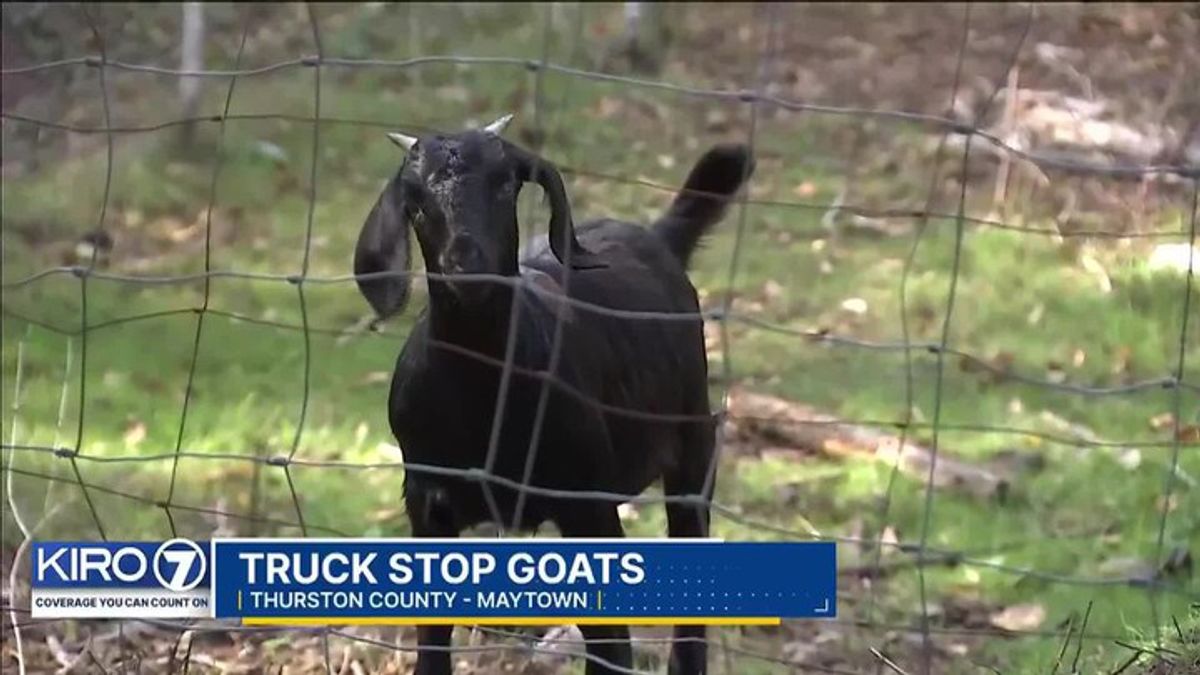 Herd of goats take over Thurston County truck stop | Haystack News