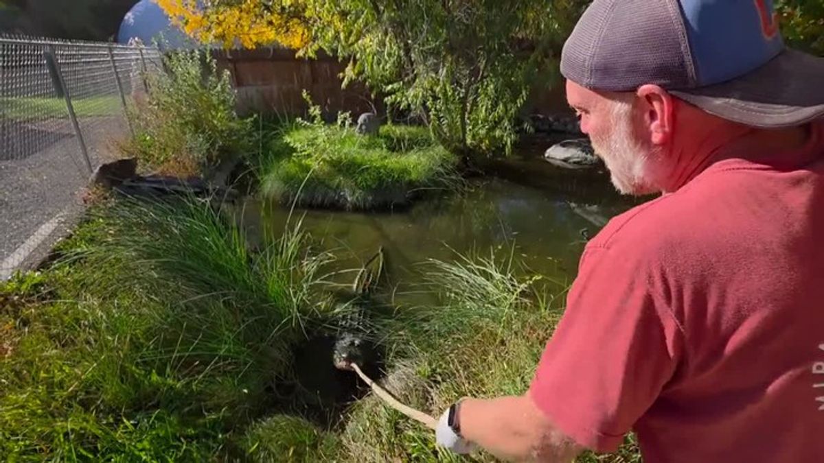 Meet Lola: The 9-Foot Alligator Living in Idaho’s Hot Springs for Over ...