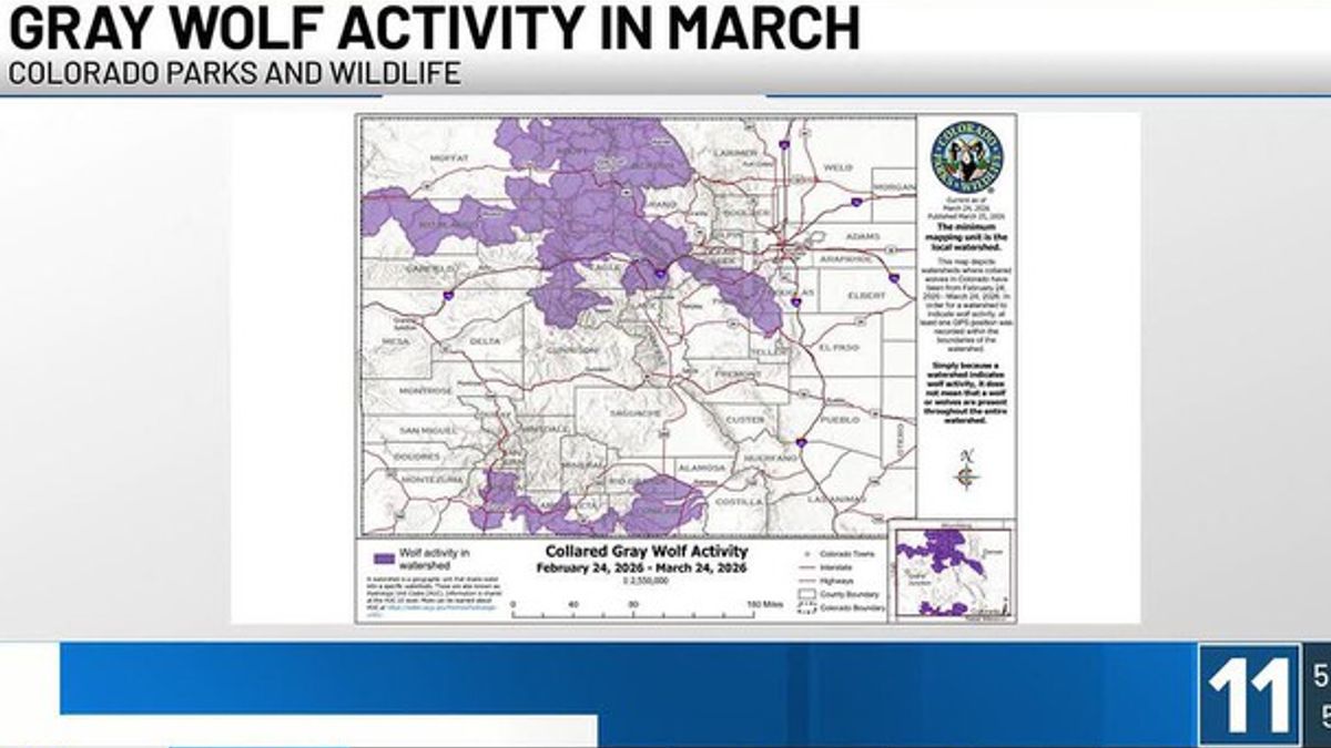 Colorado Parks and Wildlife release new collared gray wolf activity in ...