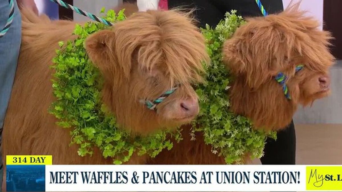 Meet Waffles and Pancakes at Union Station! | Haystack News