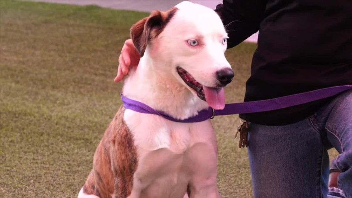 MCSO MASH Minute: Meet Loretta, dog rescued from neglect | Haystack News