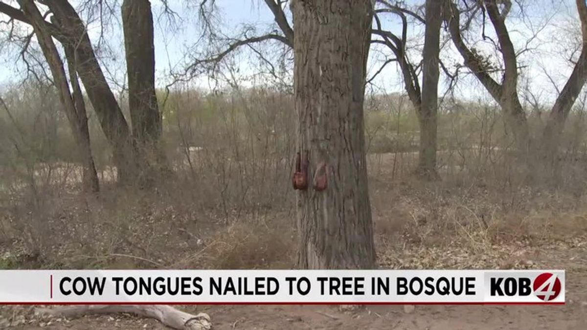 Community confused by cow tongues nailed to a tree near Tingley Beach ...