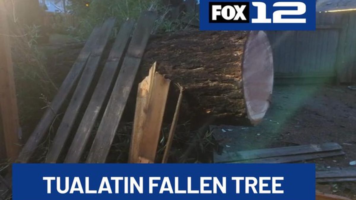 Fallen tree nearly hits man, dog after high winds; neighborhood now ...
