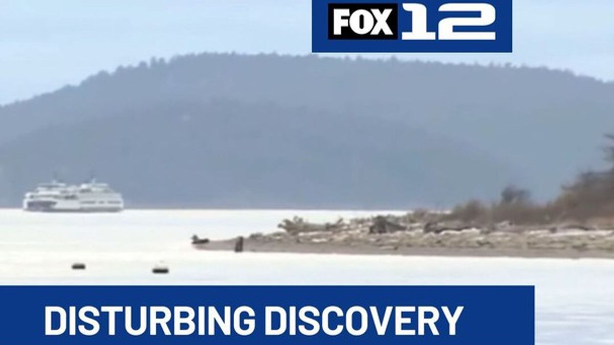 Dead foxes found on Washington shores identified as legally purchased ...
