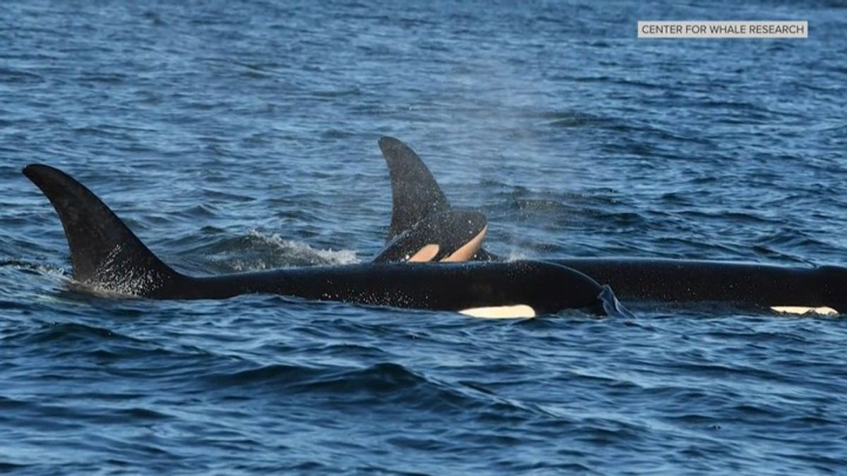New male orca calf born to Southern Resident J35 | Haystack News