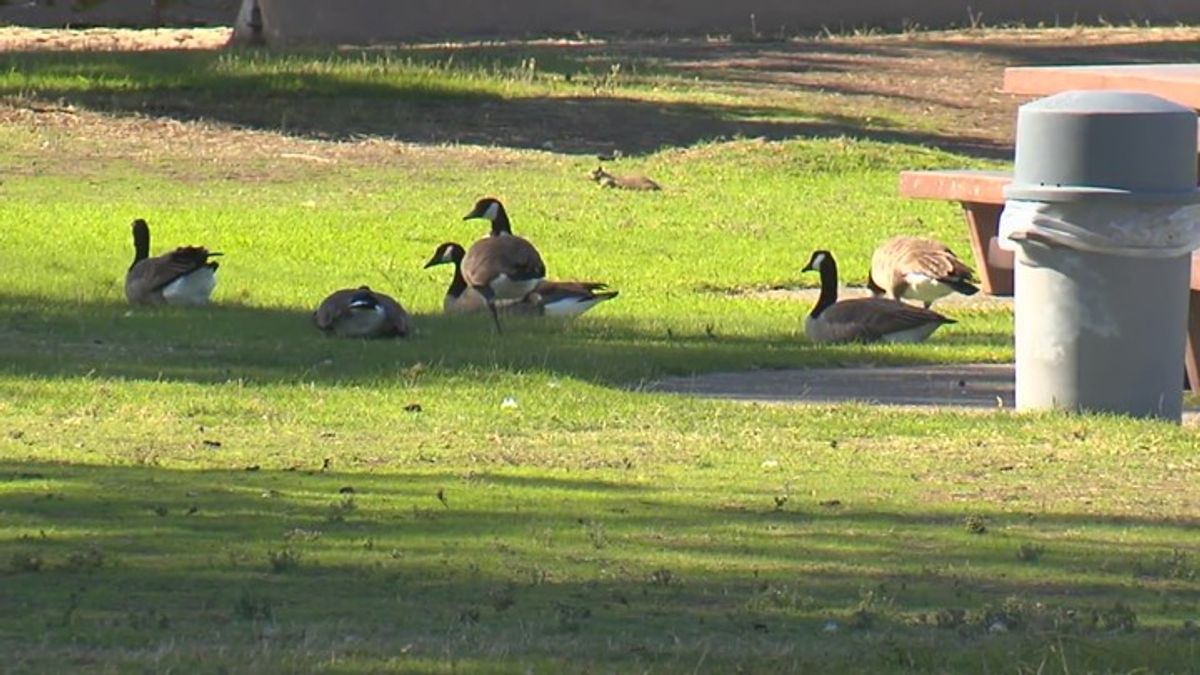 Geese in Alameda test positive for bird flu | Haystack News