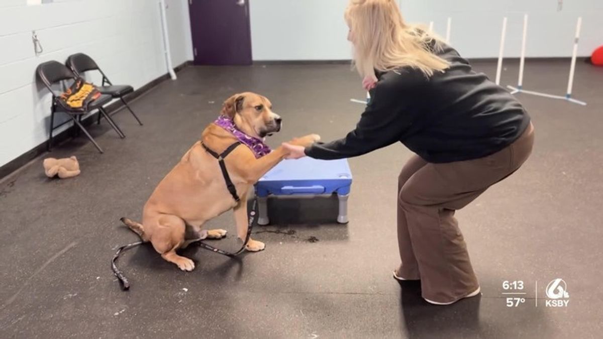 Pet of the Week Churro is the perfect treat for fall | Haystack News