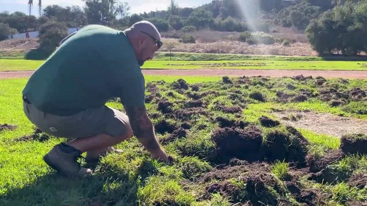 Wild pigs damage turf at Rice Ranch Park in Orcutt | Haystack News