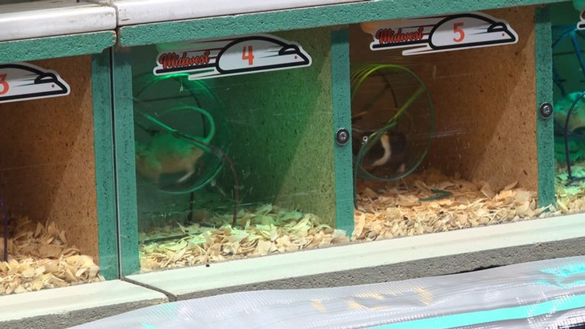 Mouse racing event raises money for Ferguson community programs ...
