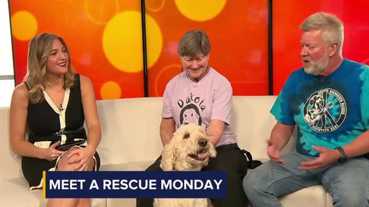 Meet a Rescue Monday: Ember | Haystack News