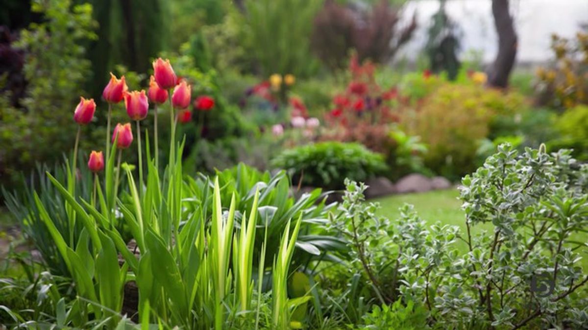 The 5-point plan for planting fall bulbs that turn into a designer ...